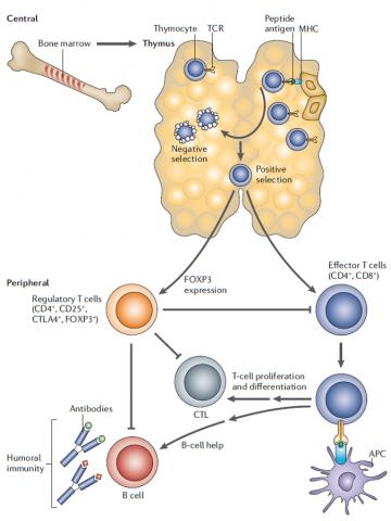 Central vs. Peripheral Tolarance