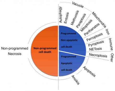 Cell death classification. The cell death entities are categorized according to their signal-dependency, morphological characteristics and molecular mechanisms. The pie area in the figure does not represent the frequency of occurrence of each cell death.  (Elbadawi and  Efferth, 2020)